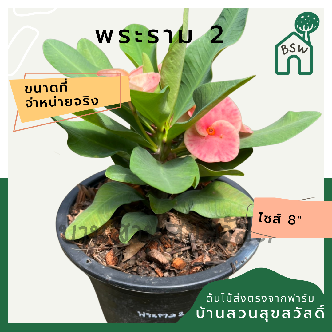 โป๊เซียน พระราม 2 ต้นใหญ่ใส่กระถาง 8 นิ้ว