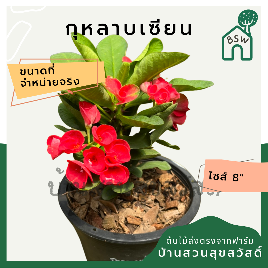 โป๊เซียน กุหลาบเซียน ต้นใหญ่ใส่กระถาง 8 นิ้ว