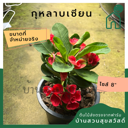 โป๊เซียน กุหลาบเซียน ต้นใหญ่ใส่กระถาง 8 นิ้ว