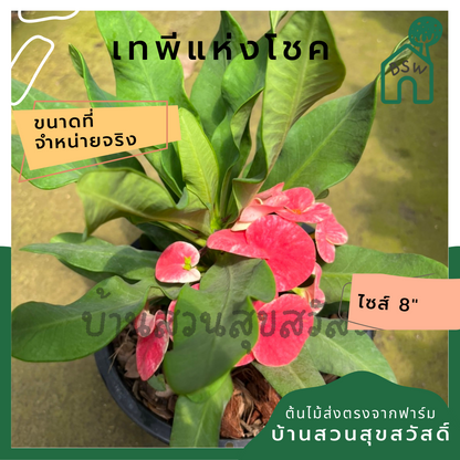 โป๊เซียน เทพีแห่งโชค ต้นใหญ่ใส่กระถาง 8 นิ้ว