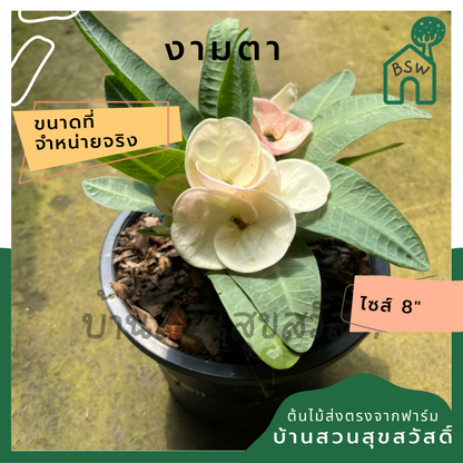 โป๊เซียน งามตา ต้นใหญ่ใส่กระถาง 8 นิ้ว