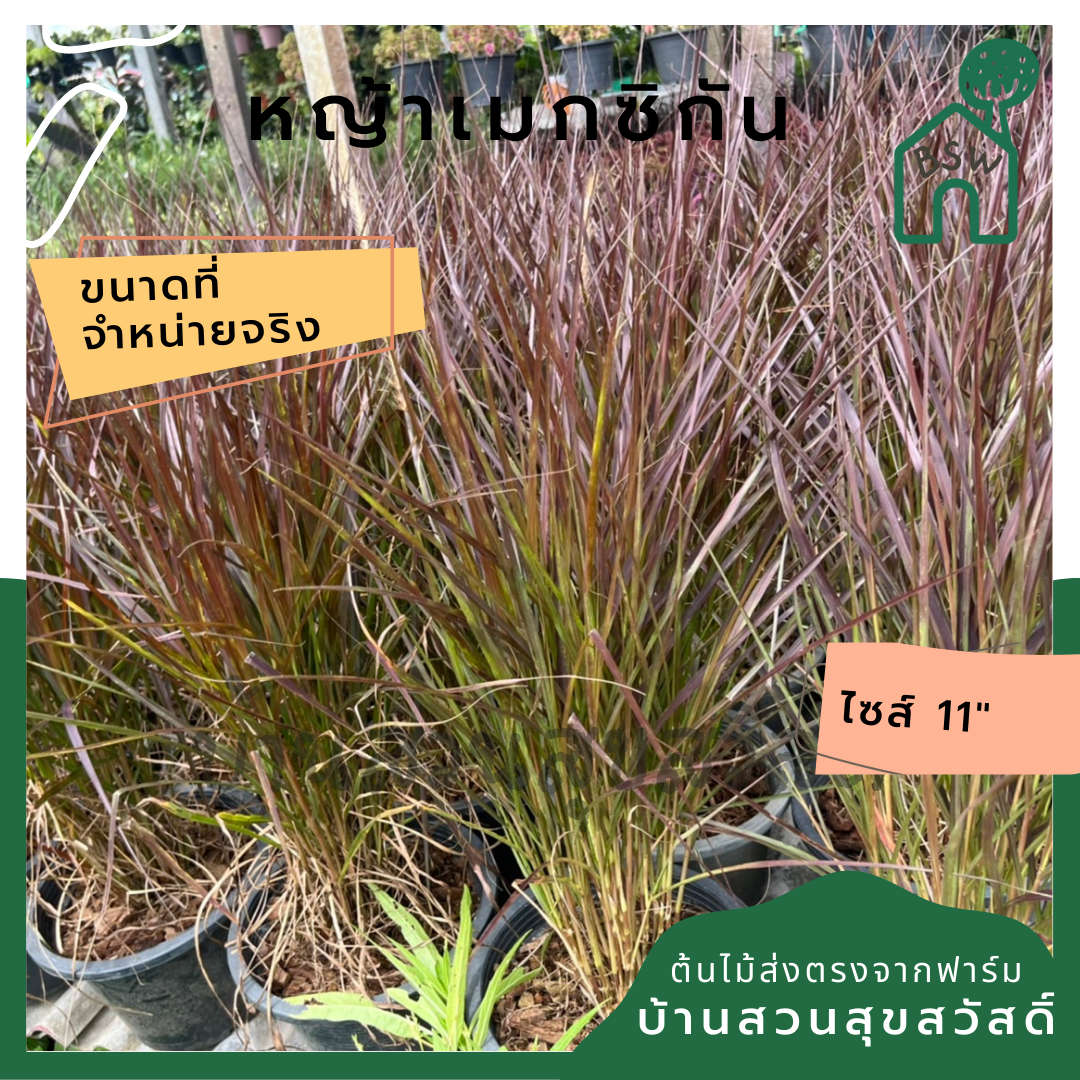 หญ้าเมกซิกัน 11 นิ้ว ไม้แดดประดับสวน