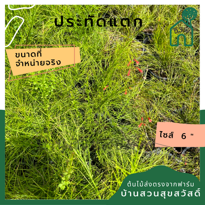 ประทัดแตก ไม้แดด ส่งพร้อมกระถาง 6 นิ้ว
