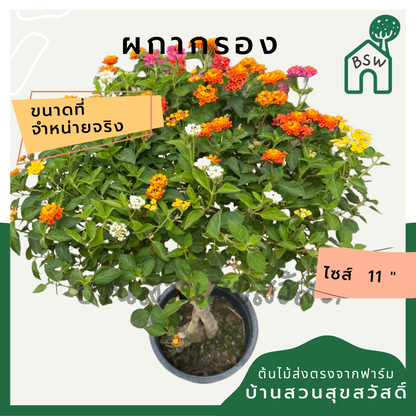 ผกากรอง ไม้แดด ดอกสีสันสดใส