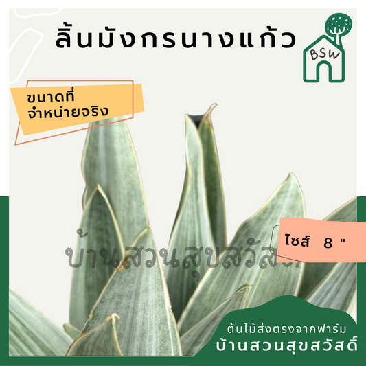 ลิ้นมังกรนางแก้ว