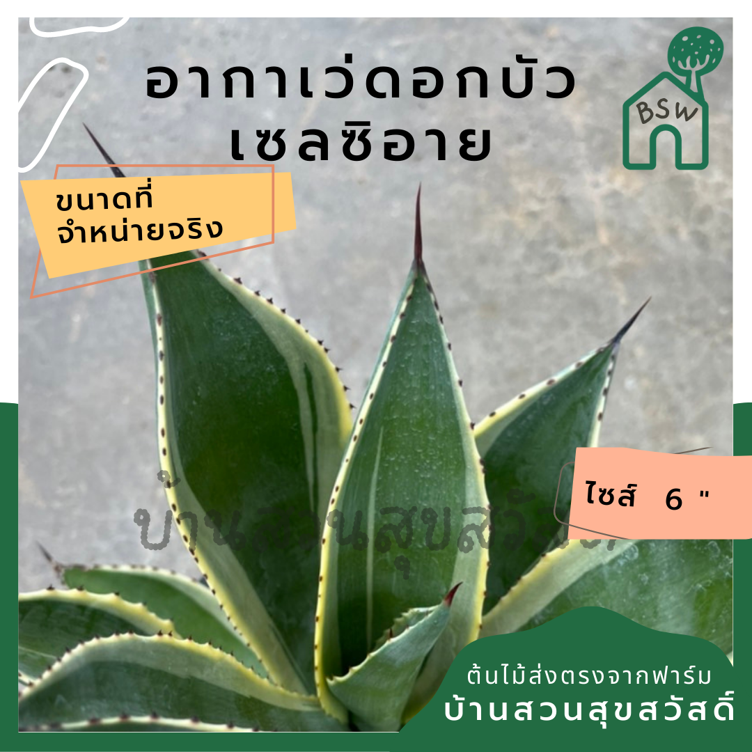 อากาเว่ดอกบัว
เซลซิอาย