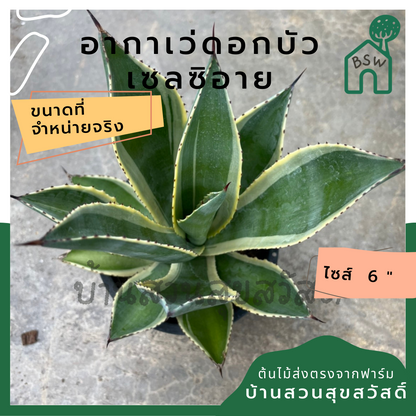 อากาเว่ดอกบัว
เซลซิอาย