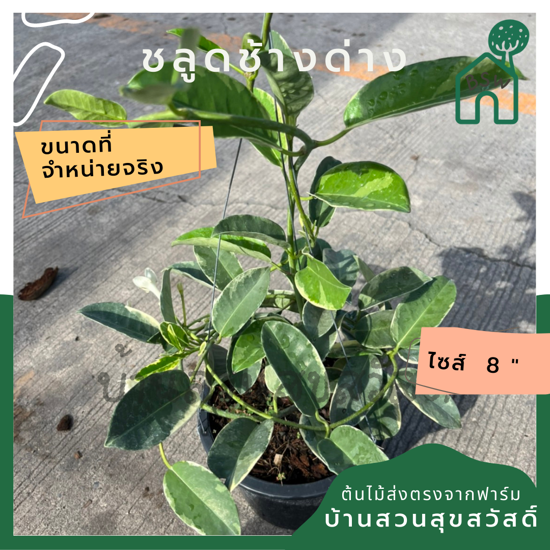 ชลูดช้างด่าง