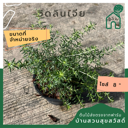 วิดลินเจีย พร้อมกระถาง 6 นิ้ว