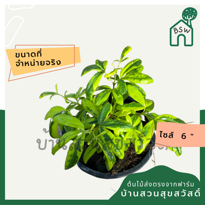นุจลินทร์ ด่าง