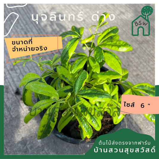 นุจลินทร์ ด่าง