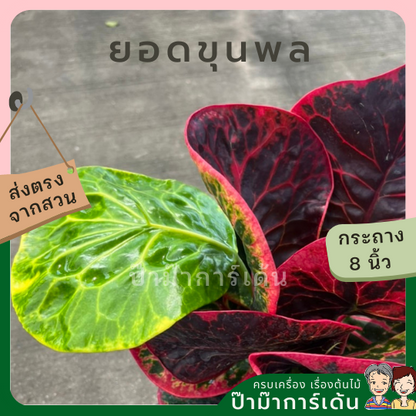 โกสน ยอดขุนพล ส่งพร้อมกระถาง 8 นิ้ว