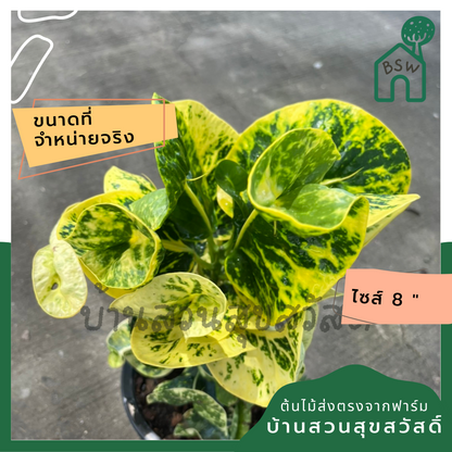 โกสน ทองหล่อส่งพร้อมกระถาง 8 นิ้ว