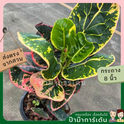 โกสน ชมพูทวีปส่งพร้อมกระถาง 8 นิ้ว