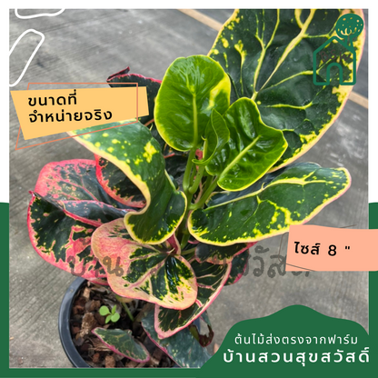 โกสน ชมพูทวีปส่งพร้อมกระถาง 8 นิ้ว
