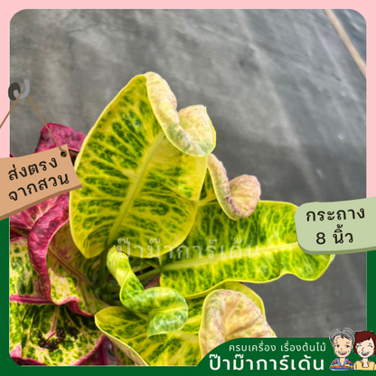 โกสน เทพารักษ์ส่งพร้อมกระถาง 8 นิ้ว
