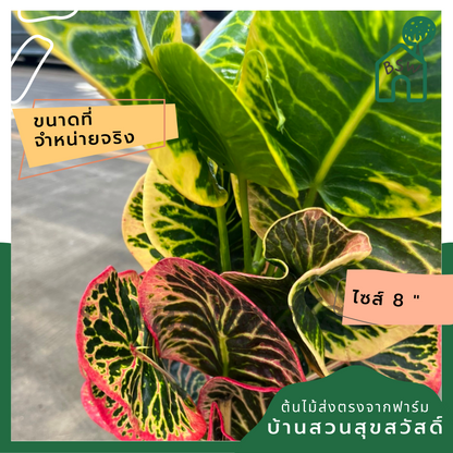 โกสน อารีย์ส่งพร้อมกระถาง 8 นิ้ว