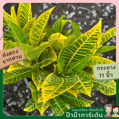 โกสน ตะเพียนทอง ส่งพร้อมกระถาง 11 นิ้ว
