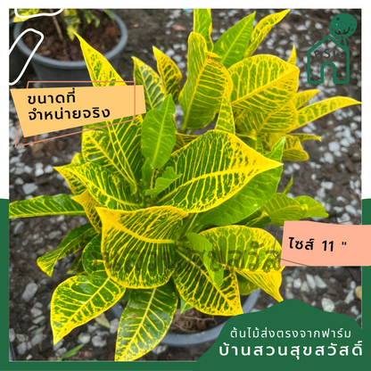 โกสน ตะเพียนทอง ส่งพร้อมกระถาง 11 นิ้ว