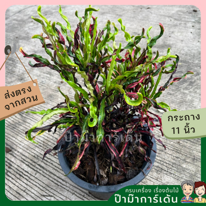 โกสน ขุนช้างถวายฎีกา ส่งพร้อมกระถาง 11 นิ้ว