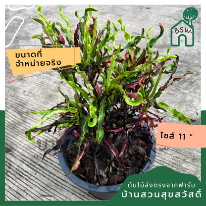 โกสน ขุนช้างถวายฎีกา ส่งพร้อมกระถาง 11 นิ้ว