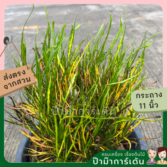 โกสน เปลวสุริยา ส่งพร้อมกระถาง 11 นิ้ว