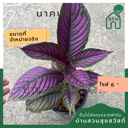 นาคบริพัต  ส่งพร้อมกระถาง 6 นิ้ว