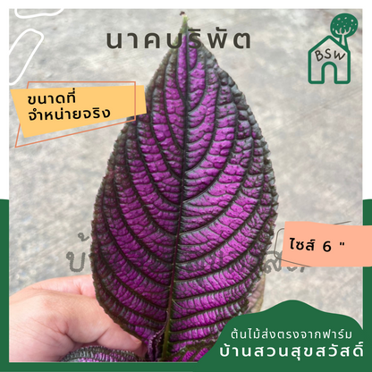 นาคบริพัต  ส่งพร้อมกระถาง 6 นิ้ว