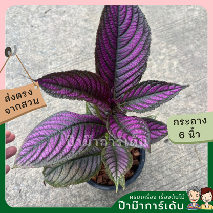 นาคบริพัต  ส่งพร้อมกระถาง 6 นิ้ว
