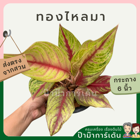 อโกลนีม่า ทองไหลมา  ส่งพร้อมกระถาง 8 นิ้ว