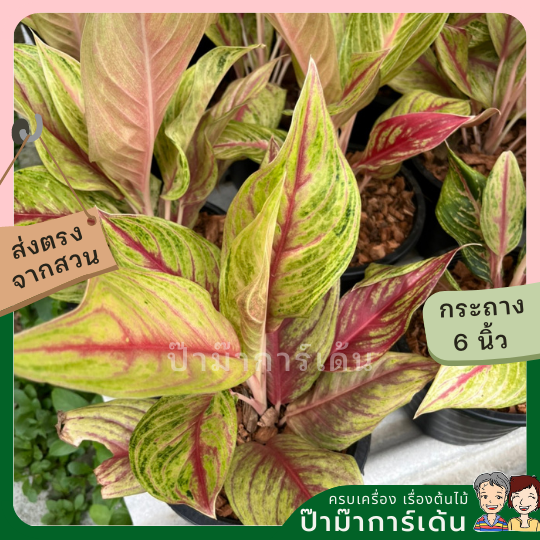 อโกลนีม่า ทองไหลมา  ส่งพร้อมกระถาง 8 นิ้ว