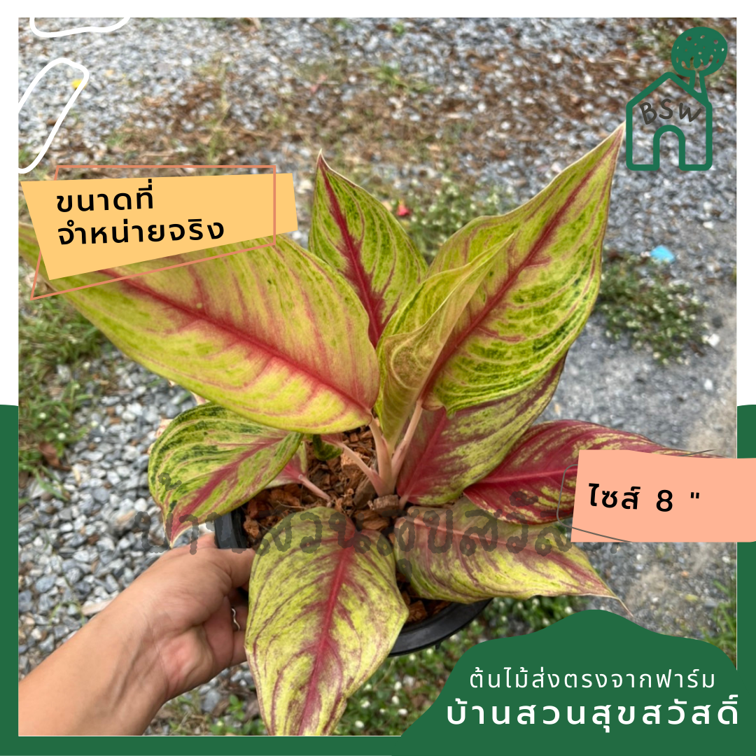 อโกลนีม่า ทองไหลมา  ส่งพร้อมกระถาง 8 นิ้ว