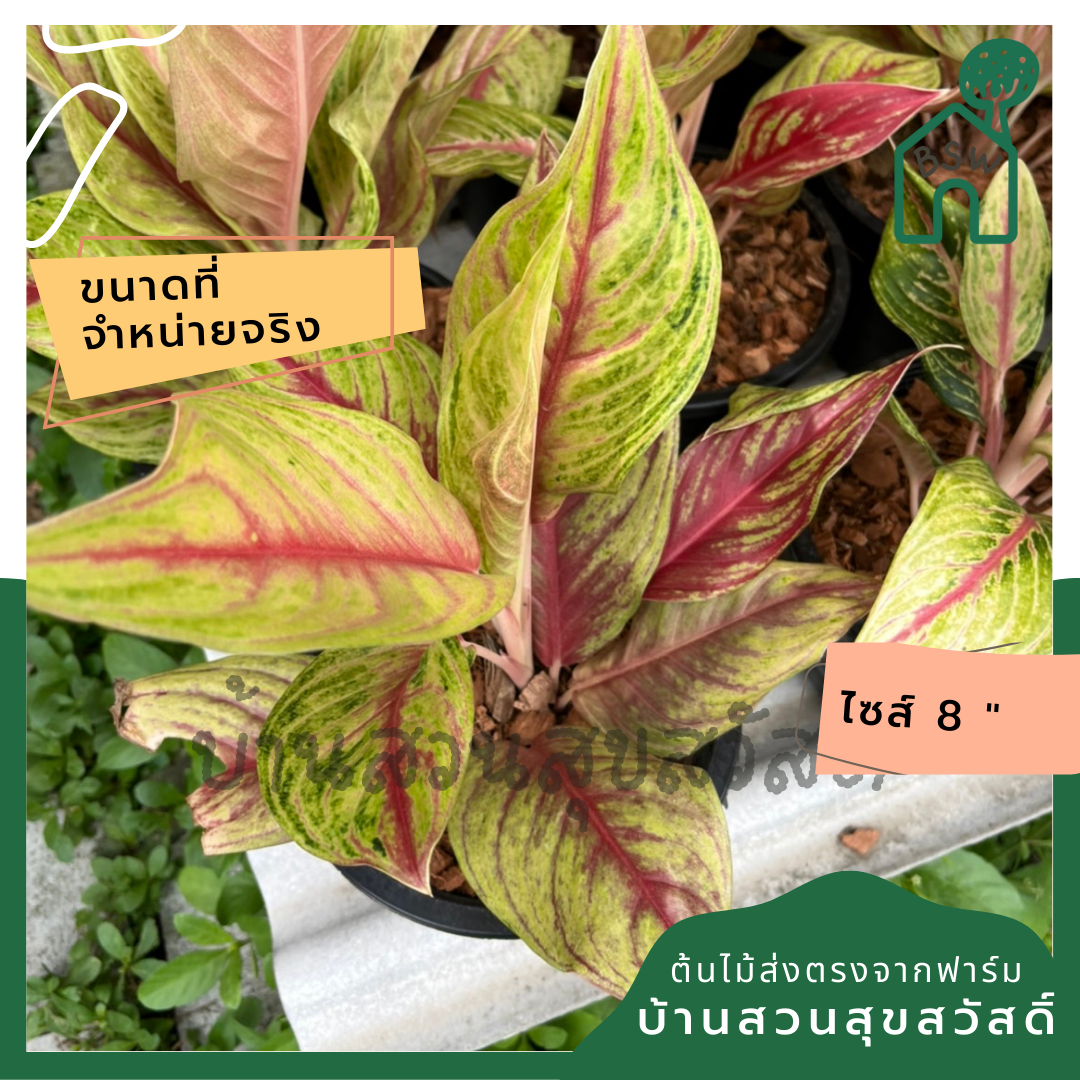 อโกลนีม่า ทองไหลมา  ส่งพร้อมกระถาง 8 นิ้ว