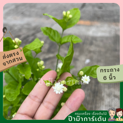 มะลิฉัตรพิกุล ส่งพร้อมกระถาง 6 นิ้ว