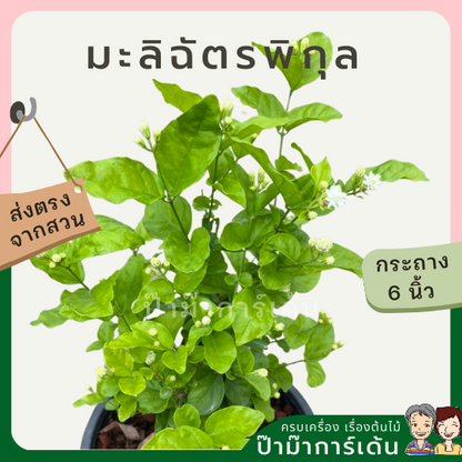 มะลิฉัตรพิกุล ส่งพร้อมกระถาง 6 นิ้ว