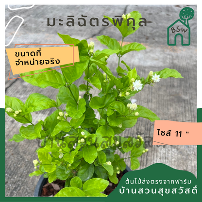 มะลิฉัตรพิกุล ส่งพร้อมกระถาง 6 นิ้ว