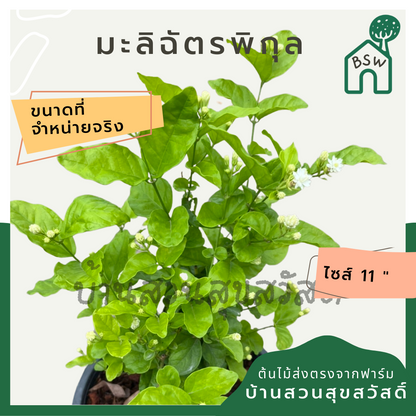 มะลิฉัตรพิกุล ส่งพร้อมกระถาง 6 นิ้ว