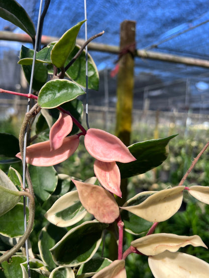 โฮย่าด่างชมพู ฟอร์มเลื้อย