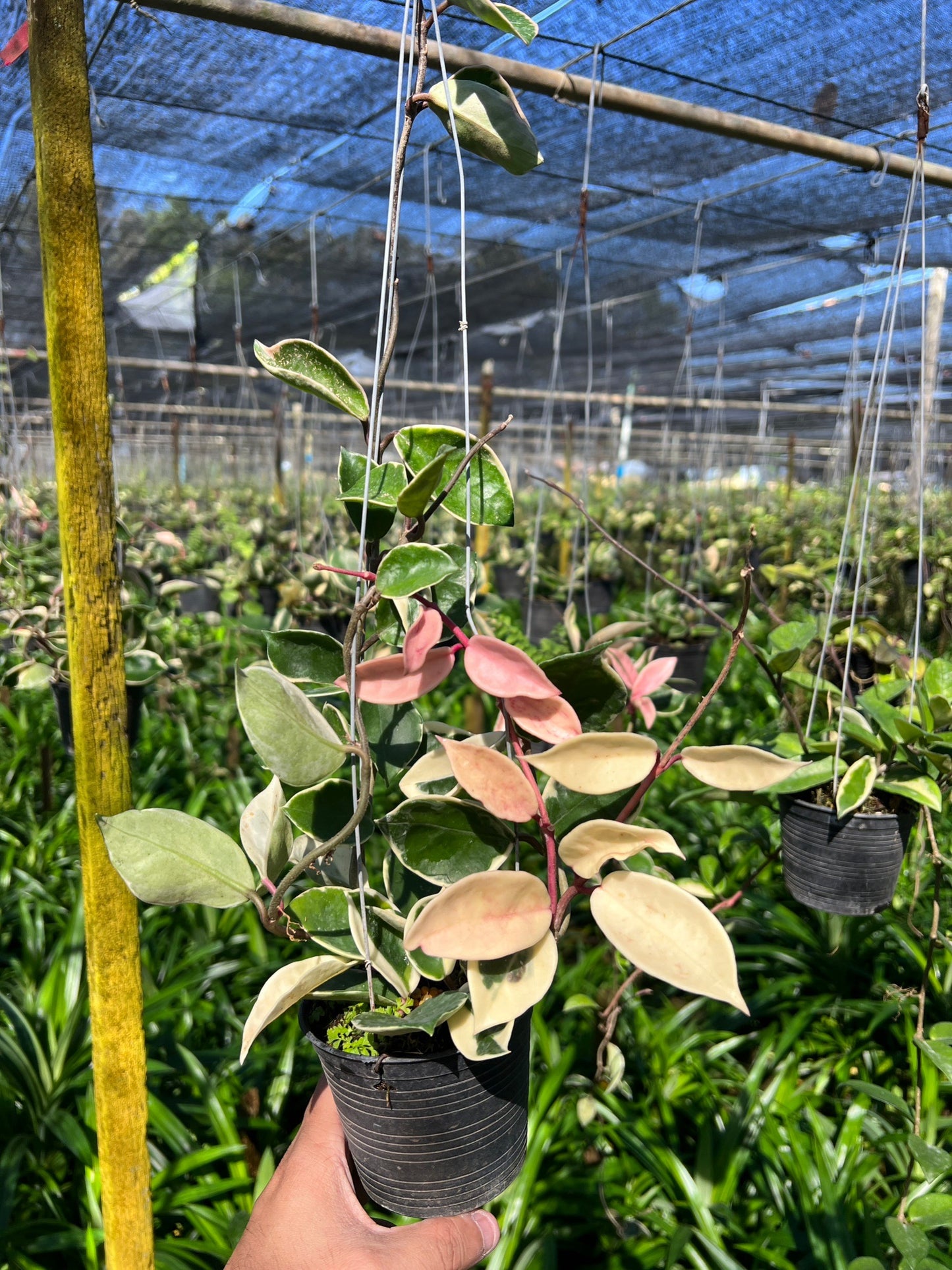 โฮย่าด่างชมพู ฟอร์มเลื้อย