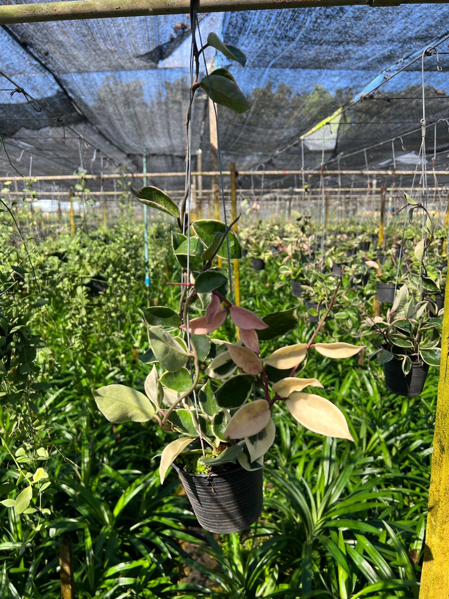 โฮย่าด่างชมพู ฟอร์มเลื้อย