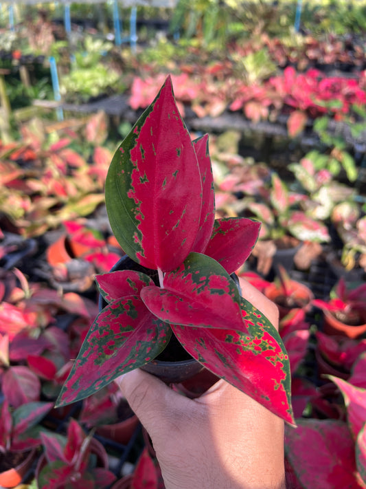 อโกลนีมา ซุปเปอร์สตาร์ Aglaonema Superstar ส่งพร้อมกระถาง