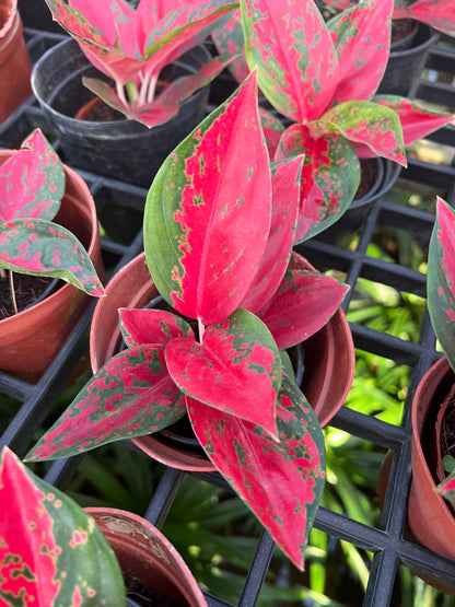 อโกลนีมา ซุปเปอร์สตาร์ Aglaonema Superstar ส่งพร้อมกระถาง