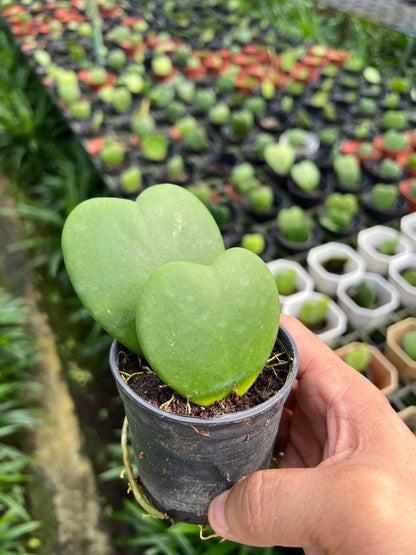 โฮย่า หัวใจ คู่ ส่งพร้อมกระถาง 2-3 นิ้ว