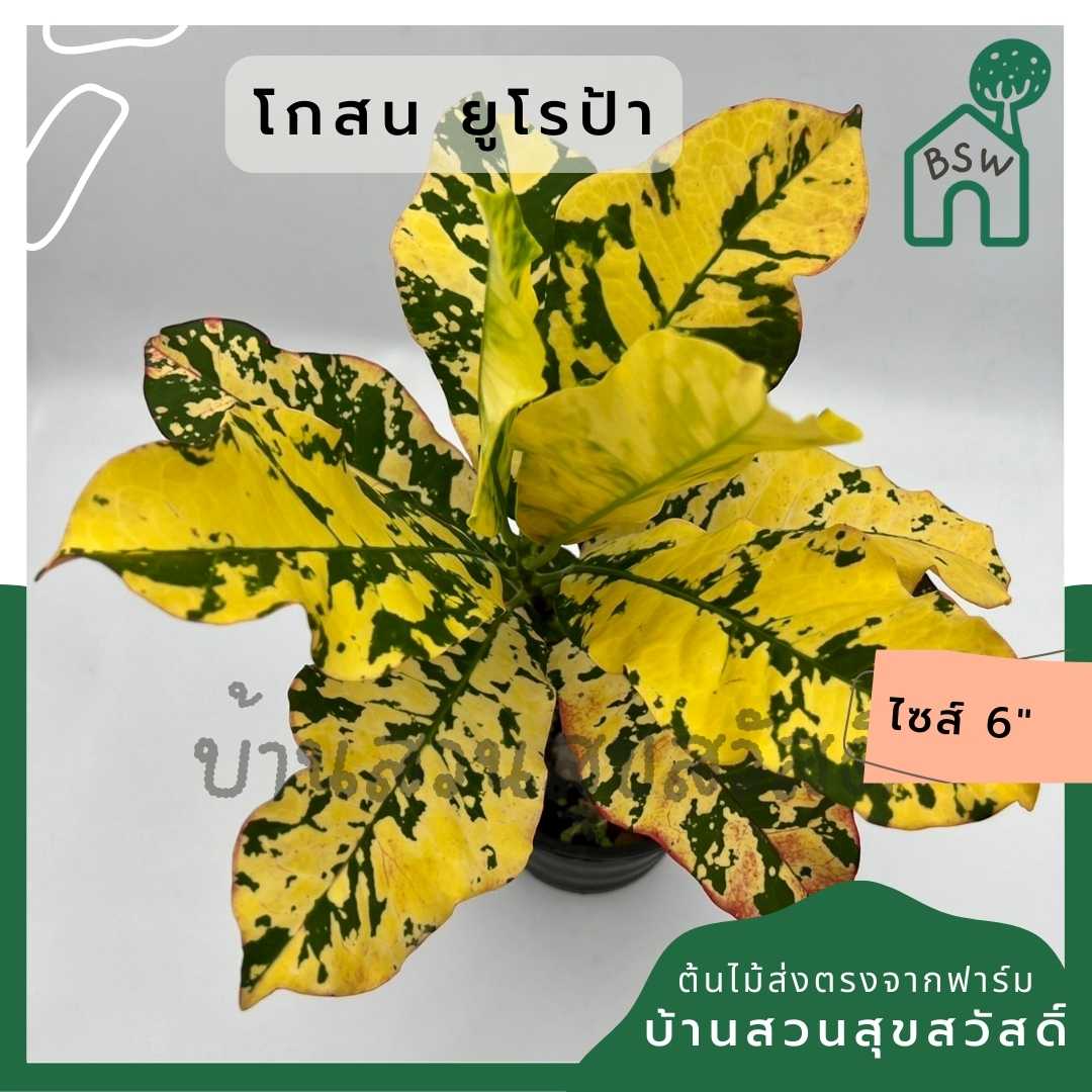 โกสนยูโรป้า ส่งพร้อมกระถาง 6 นิ้ว