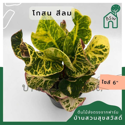 โกสนสีลม ส่งพร้อมกระถาง 6 นิ้ว