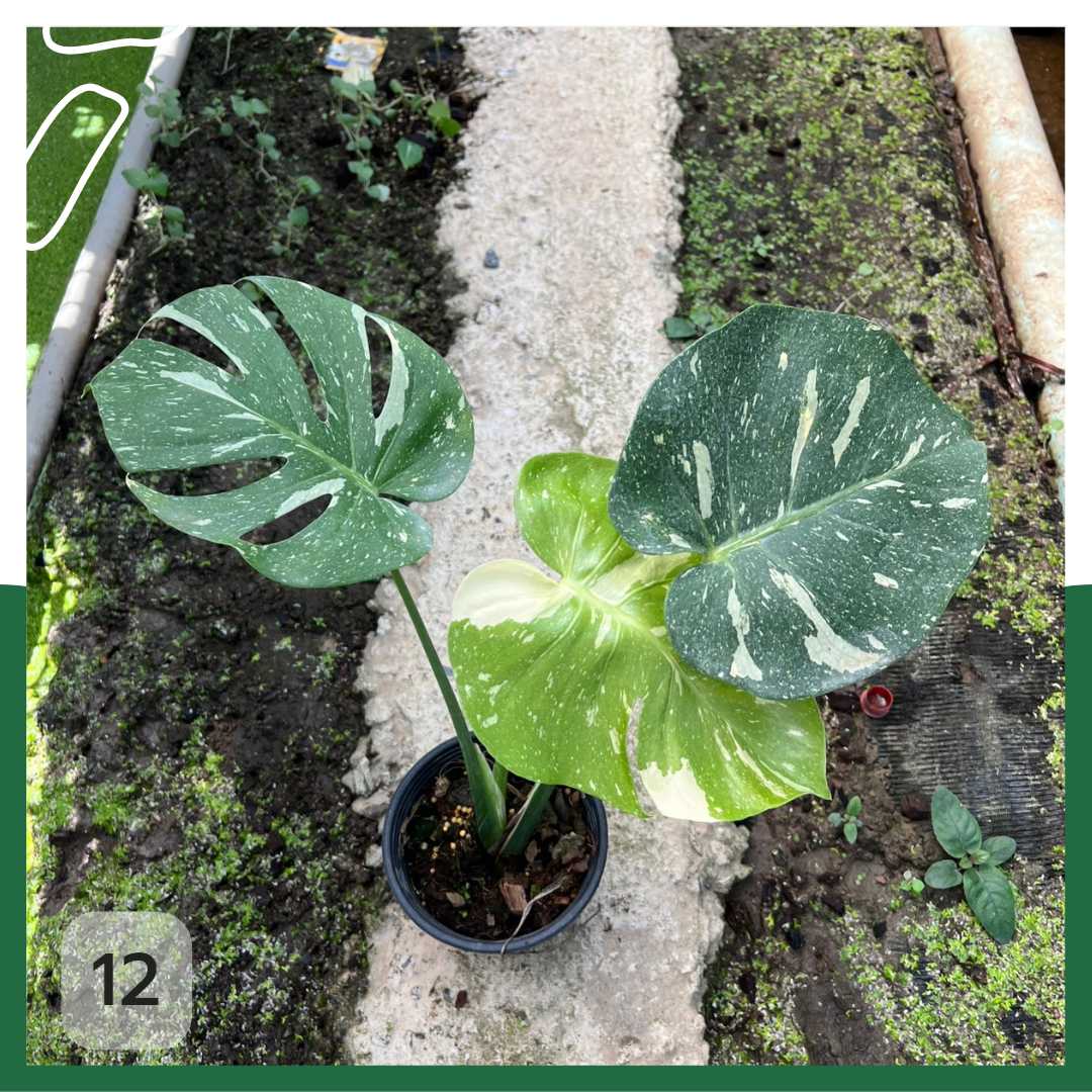 ต้นมอนสเตอร่า ไทยคอนด่าง Monstera Thai Constellation Variegated ใบสวย [เลือกต้นก่อนสั่ง] update 29/12/2564