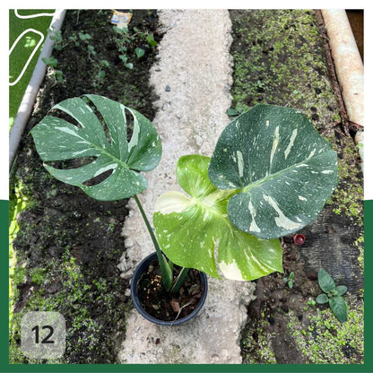 ต้นมอนสเตอร่า ไทยคอนด่าง Monstera Thai Constellation Variegated ใบสวย [เลือกต้นก่อนสั่ง] update 29/12/2564