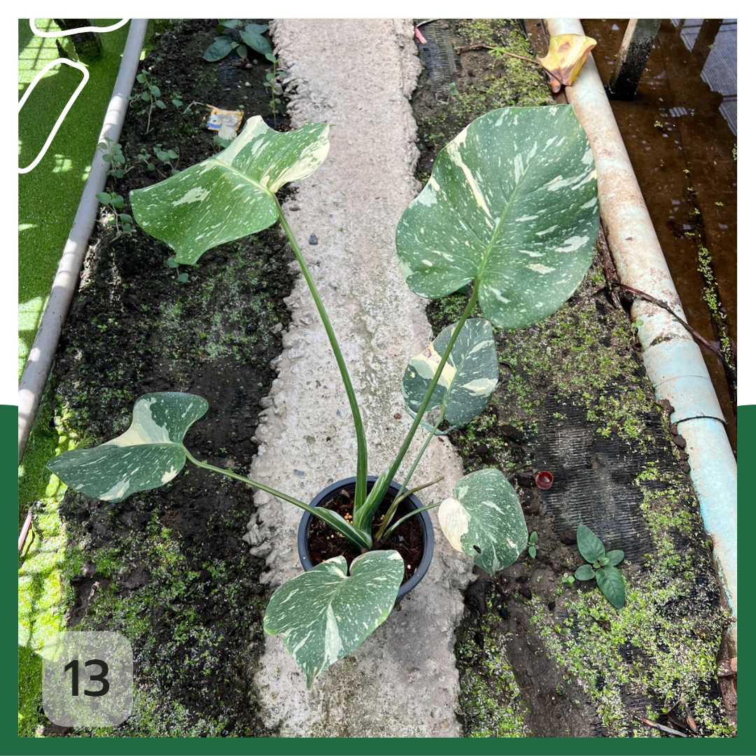 ต้นมอนสเตอร่า ไทยคอนด่าง Monstera Thai Constellation Variegated ใบสวย [เลือกต้นก่อนสั่ง] update 29/12/2564