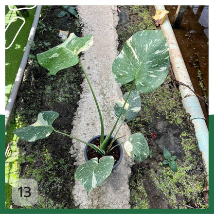 ต้นมอนสเตอร่า ไทยคอนด่าง Monstera Thai Constellation Variegated ใบสวย [เลือกต้นก่อนสั่ง] update 29/12/2564