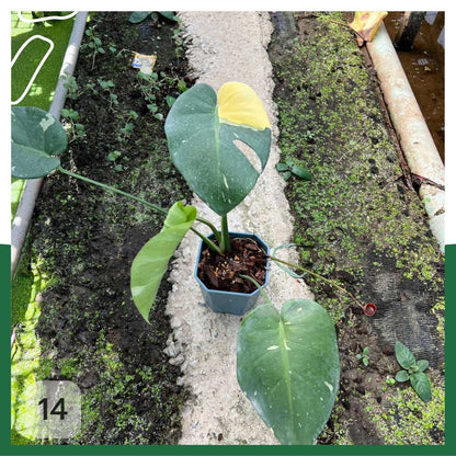 ต้นมอนสเตอร่า ไทยคอนด่าง Monstera Thai Constellation Variegated ใบสวย [เลือกต้นก่อนสั่ง] update 29/12/2564